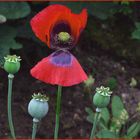 Mohn