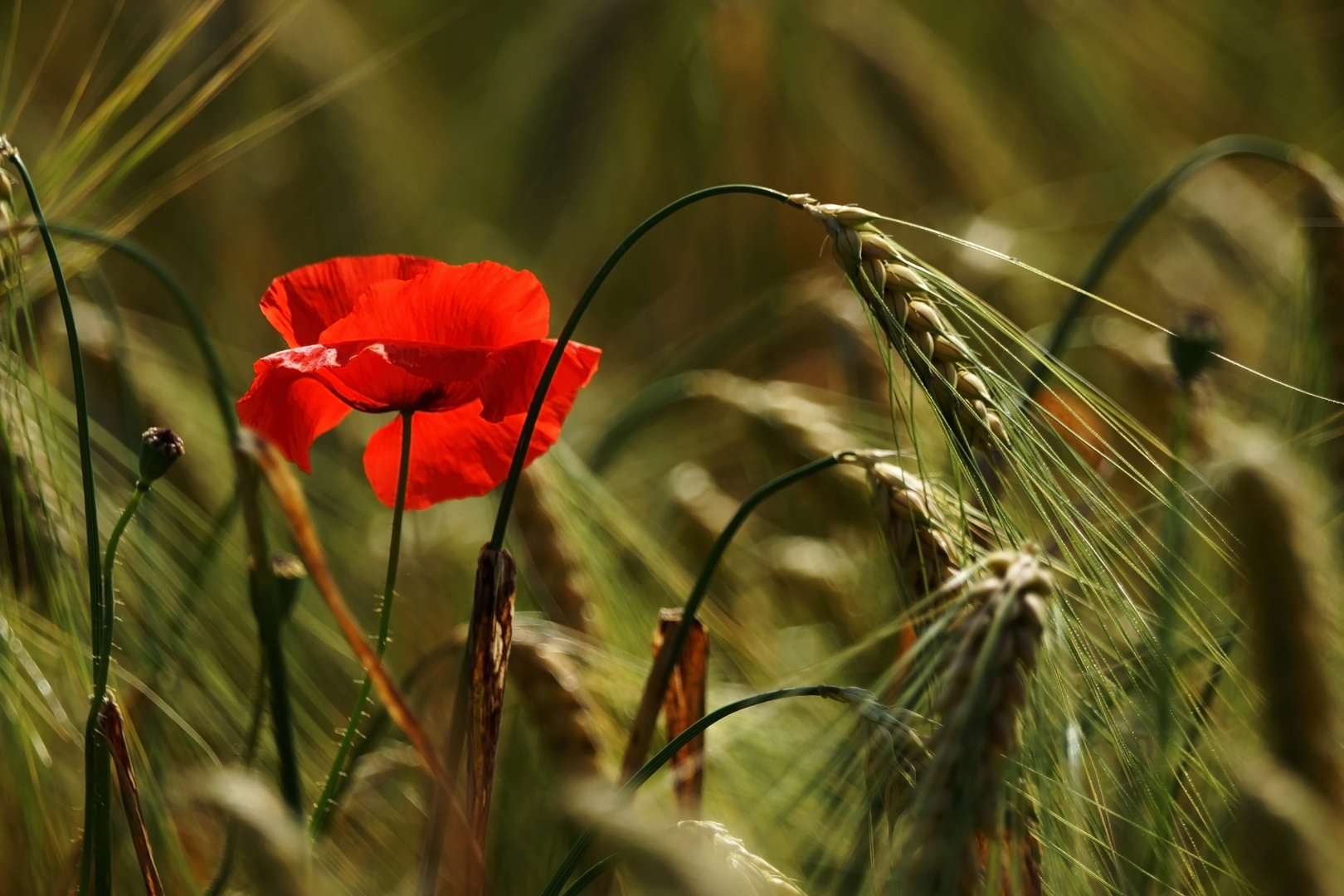 Mohn