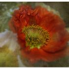 Mohn