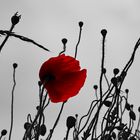 mohn ..