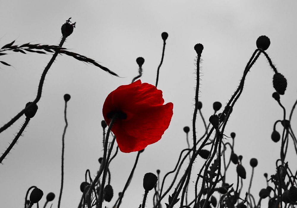 mohn ..