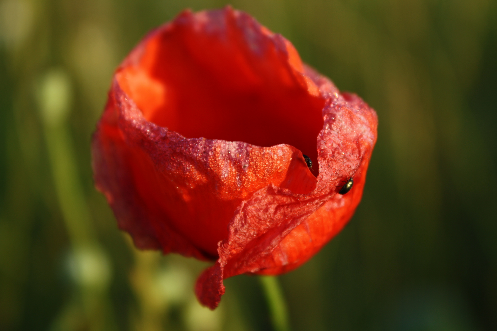 Mohn