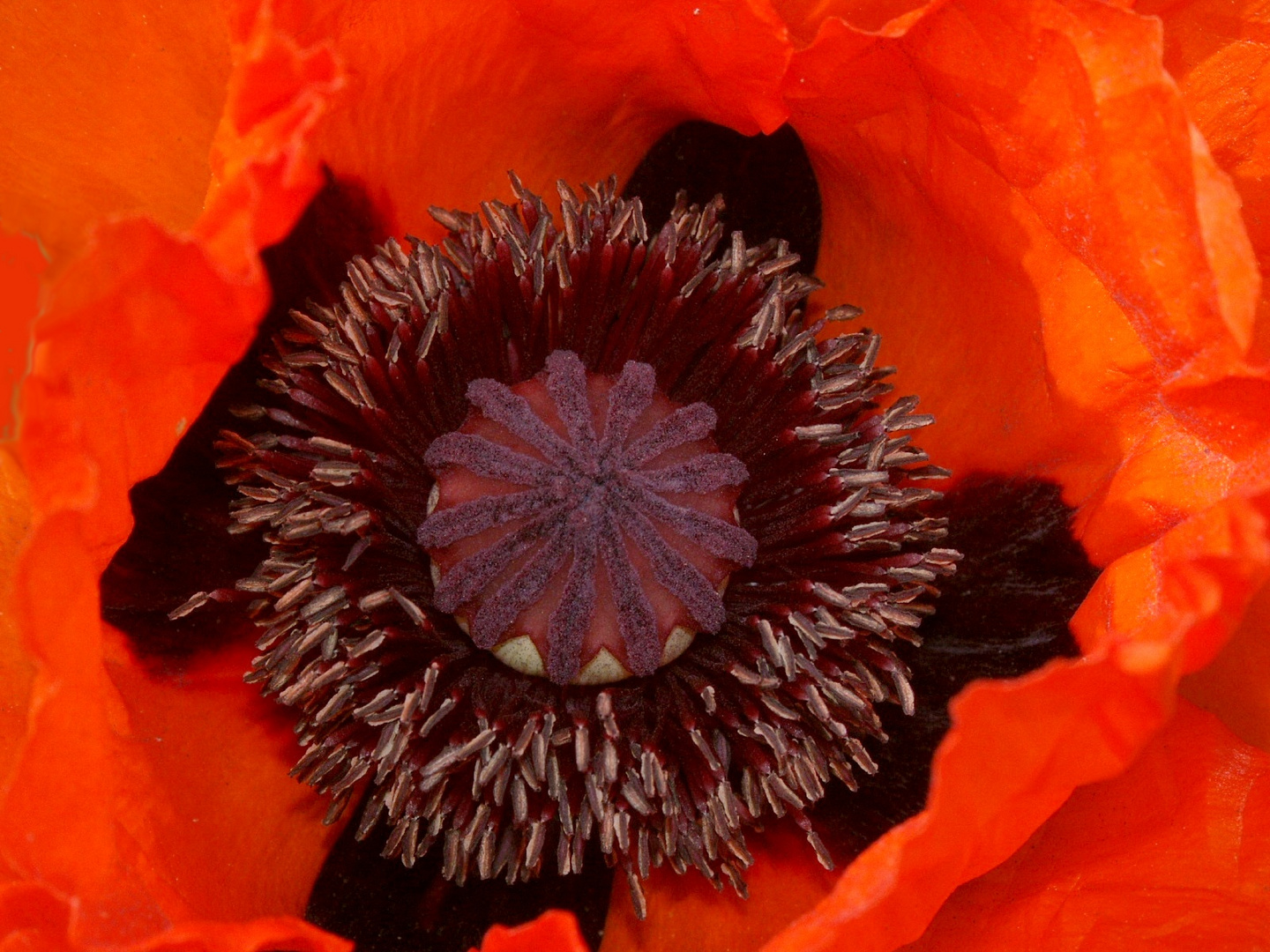 Mohn