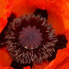 Mohn