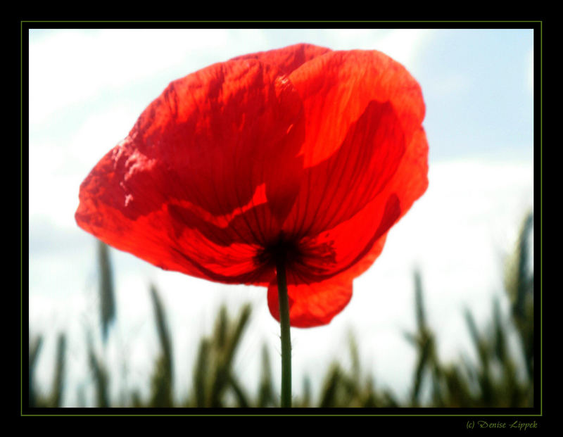 *Mohn*