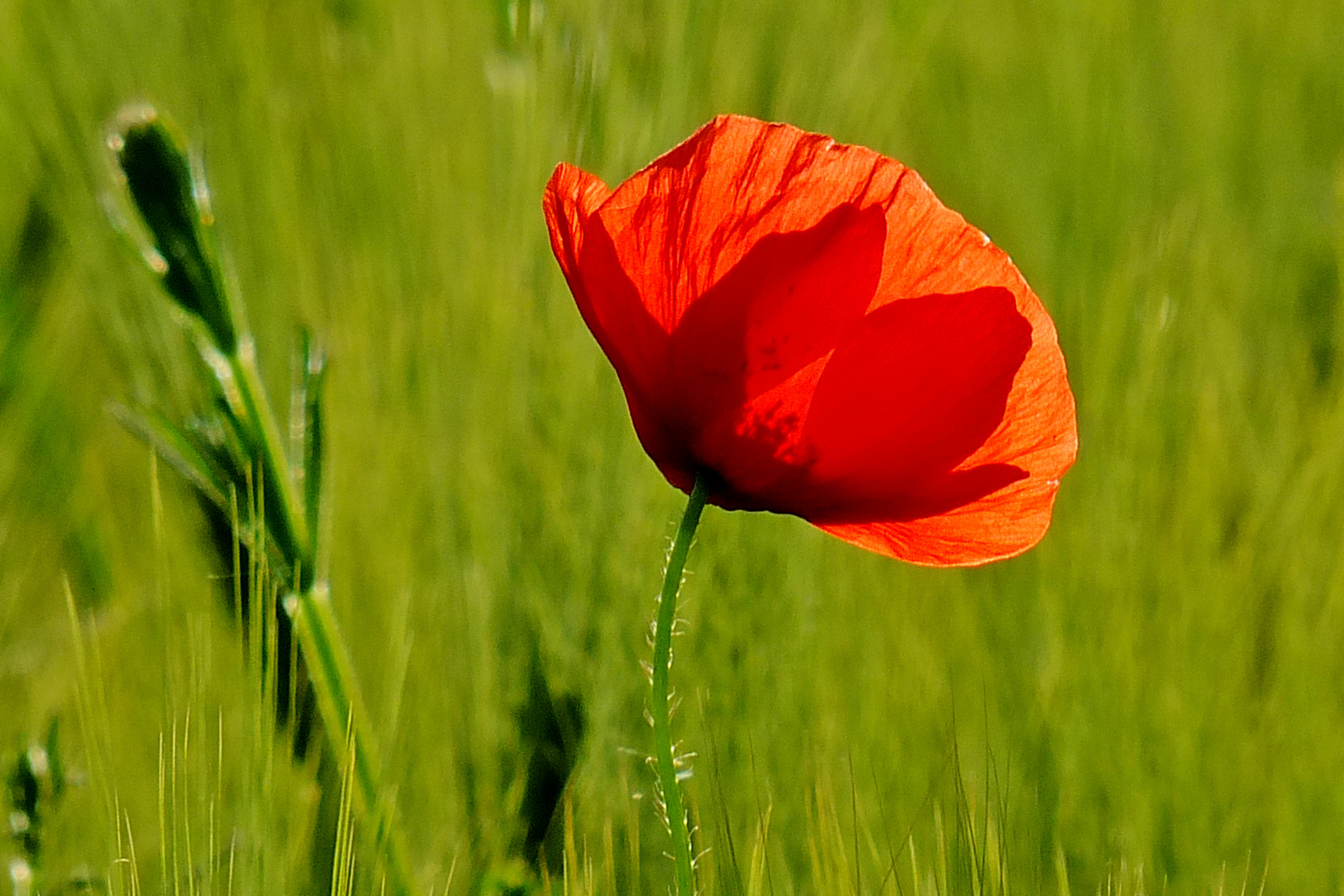 Mohn