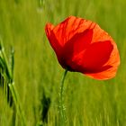 Mohn