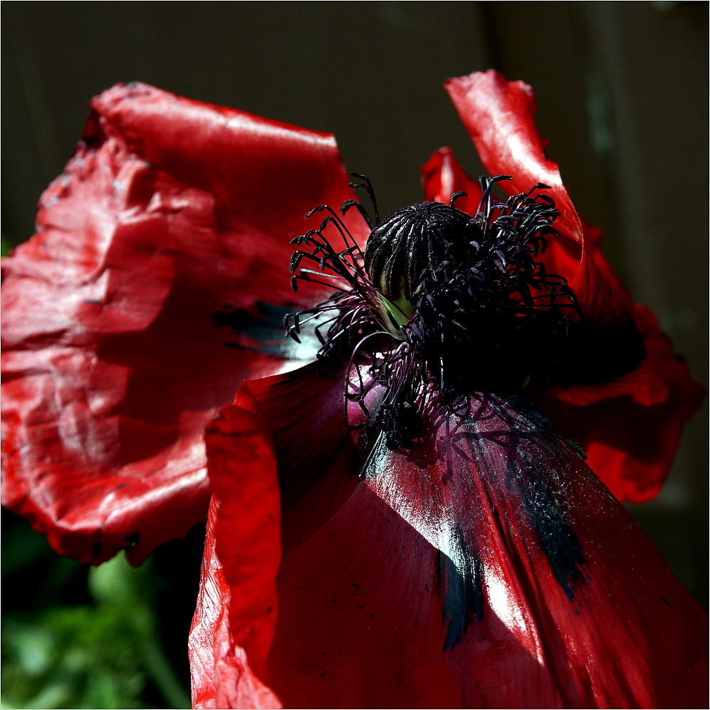 Mohn