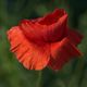 Mohn