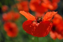 Mohn............