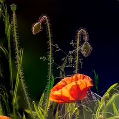 Mohn