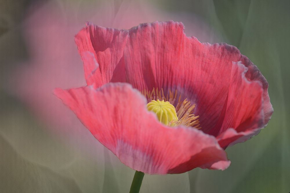 mohn