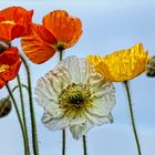 Mohn