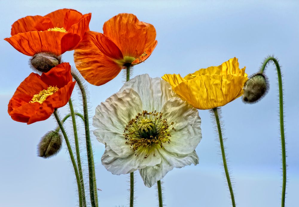 Mohn