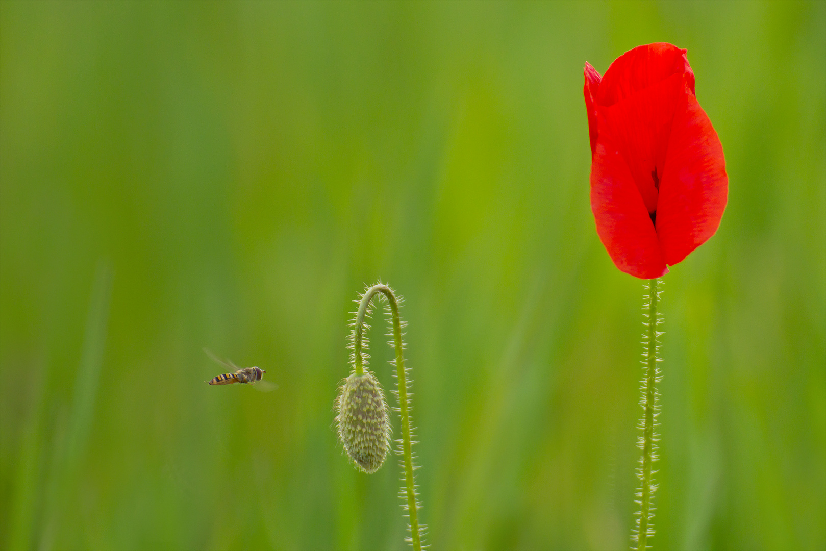 Mohn