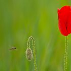 Mohn