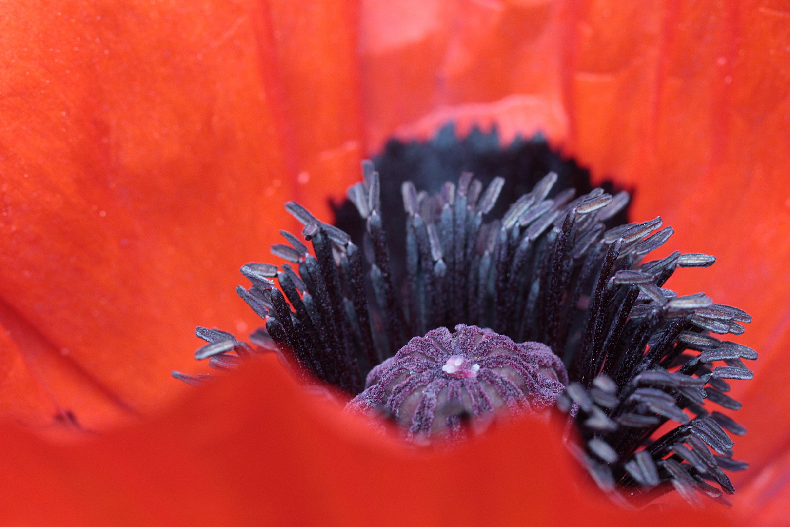 Mohn