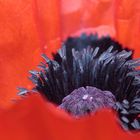 Mohn