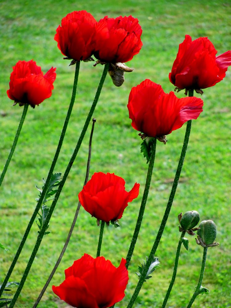 Mohn