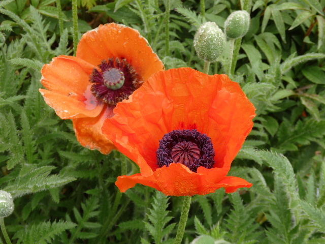 Mohn