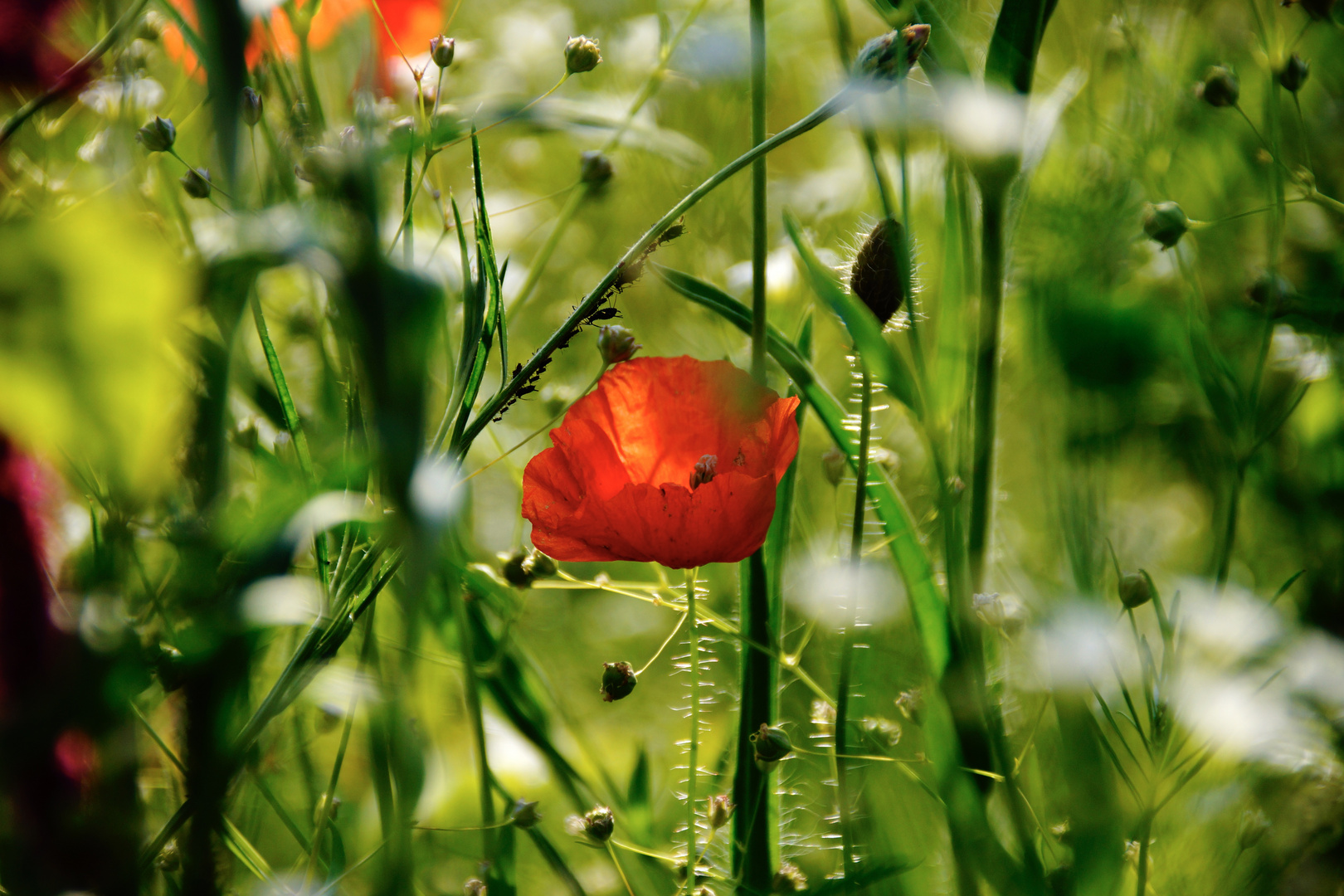 Mohn