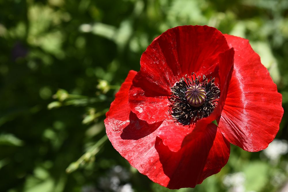 Mohn