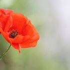 Mohn