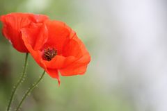 Mohn