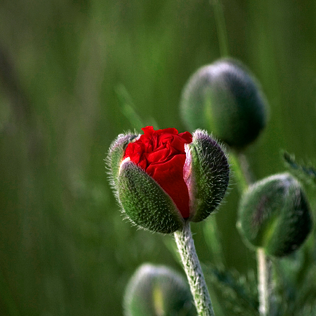 Mohn