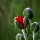 Mohn