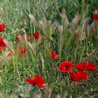 Mohn