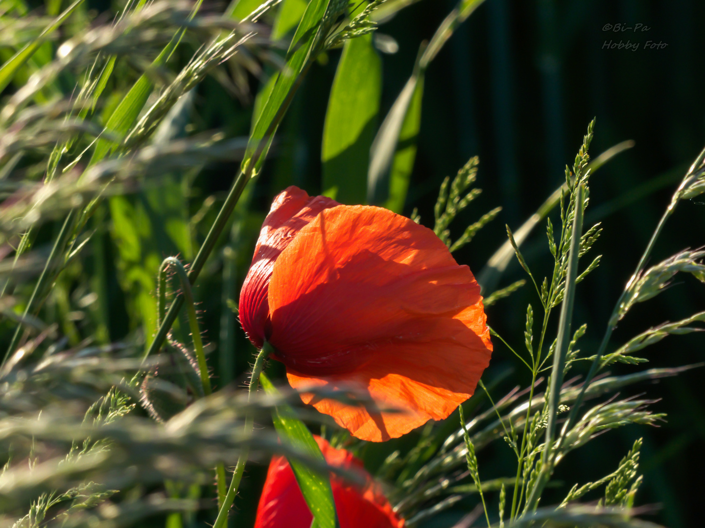 Mohn