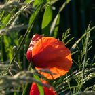 Mohn