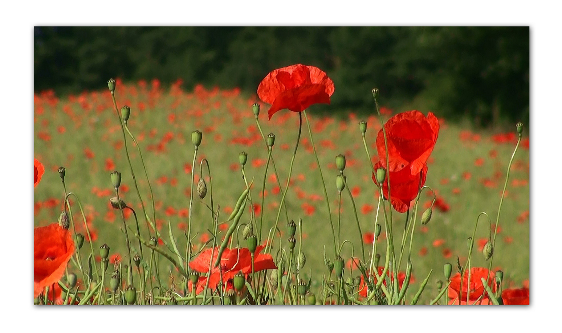 Mohn