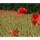 Mohn