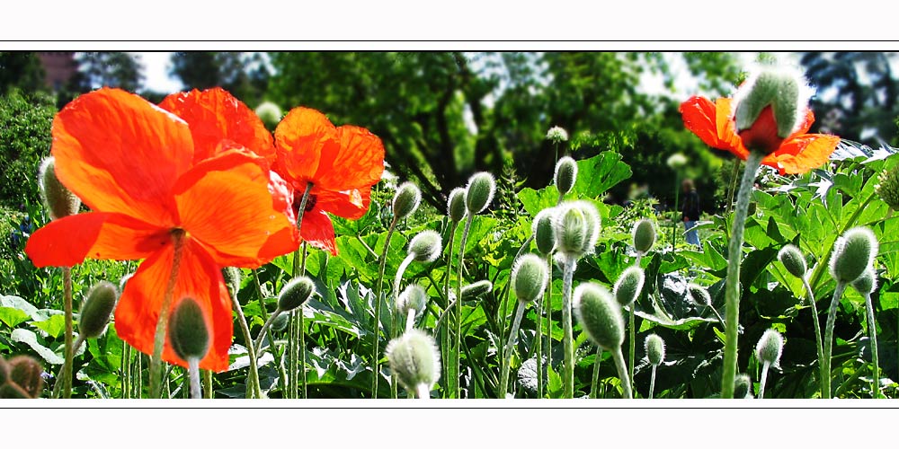 Mohn