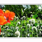 Mohn