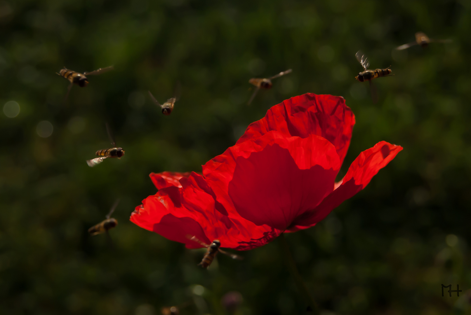 Mohn