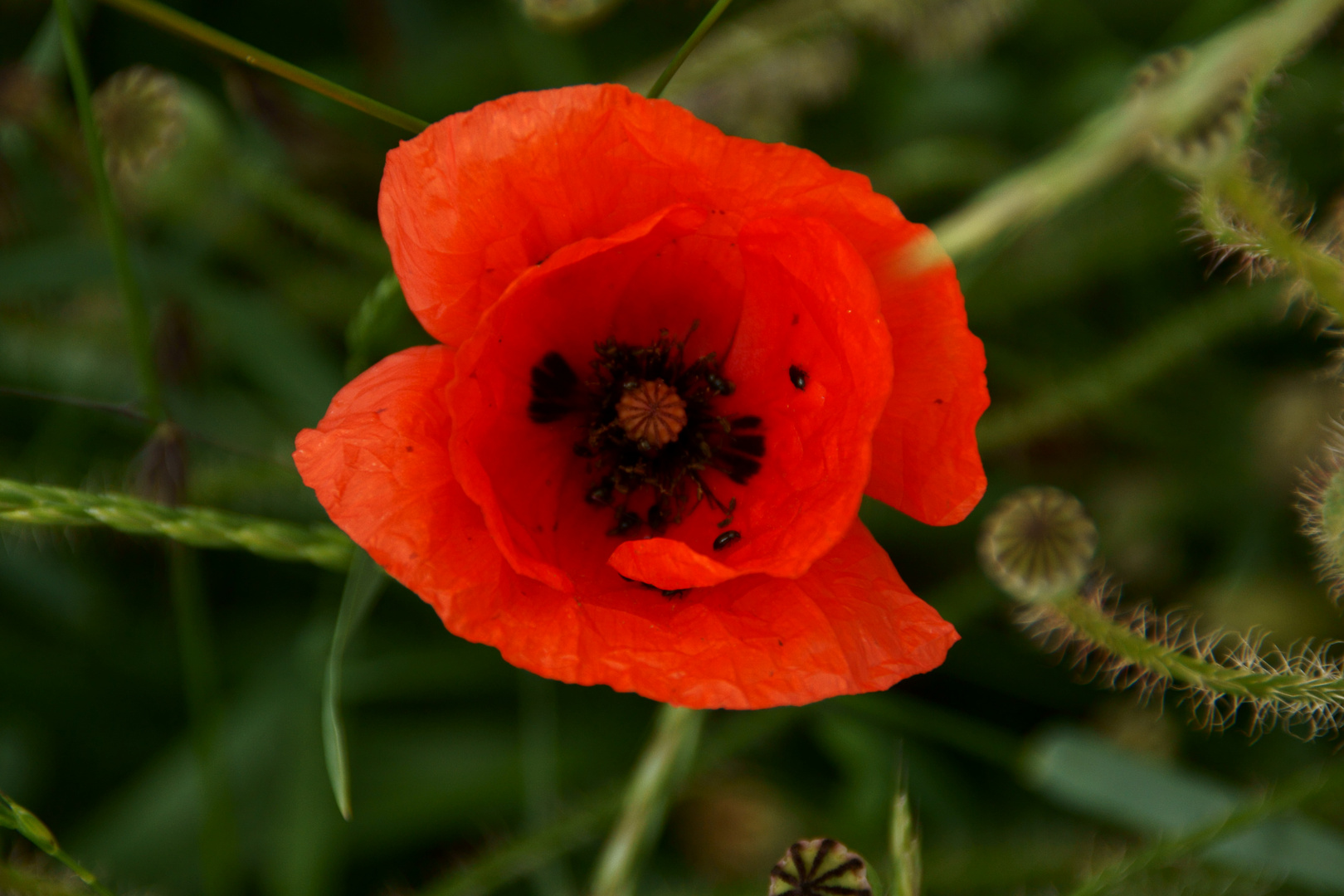 Mohn