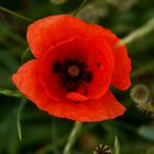 Mohn