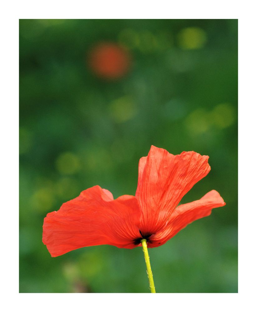 Mohn