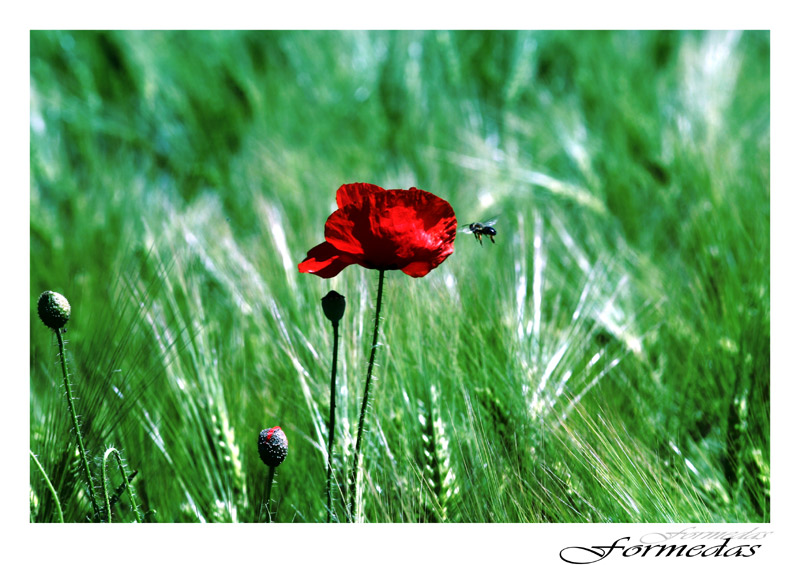 Mohn...