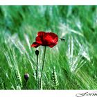 Mohn...