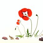 Mohn dekonstruiert