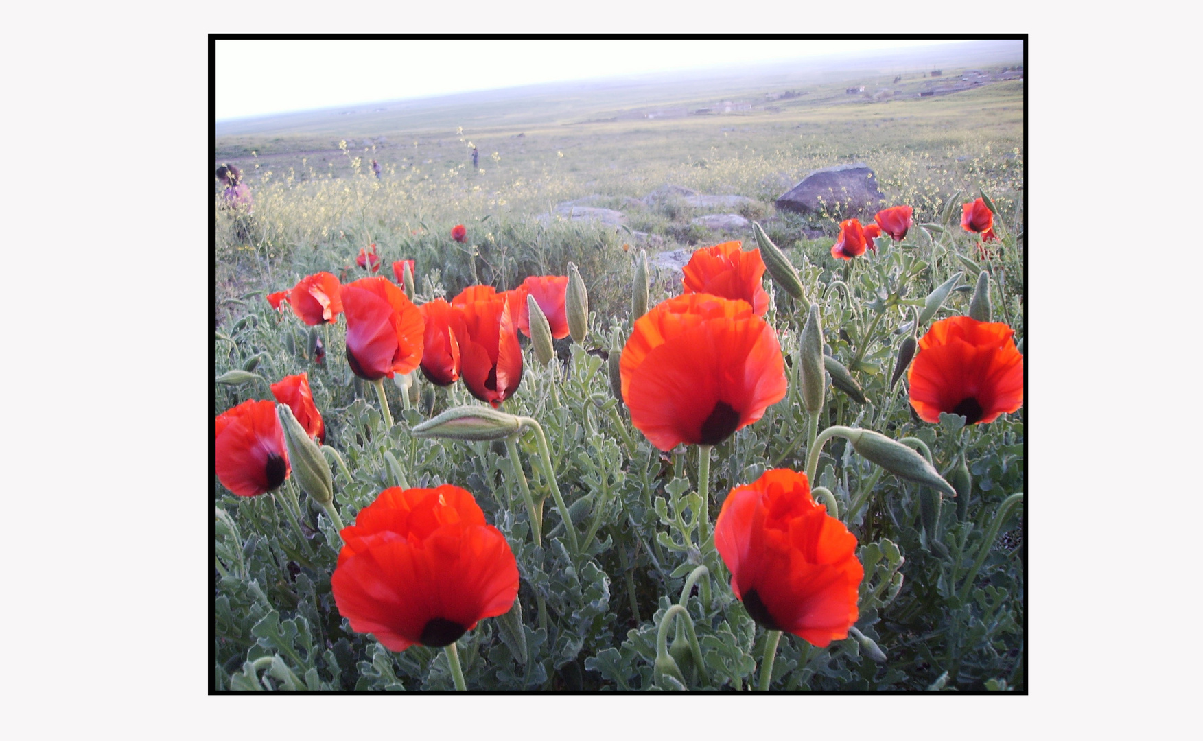 mohn - deksoria