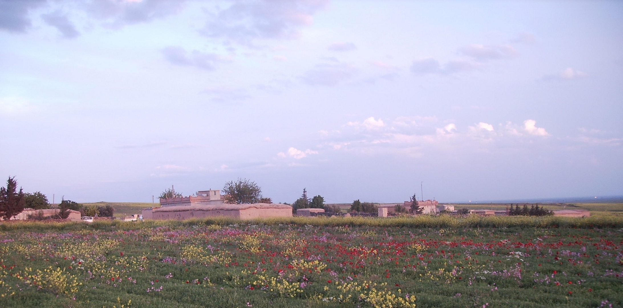 mohn , Deksoria , syrien