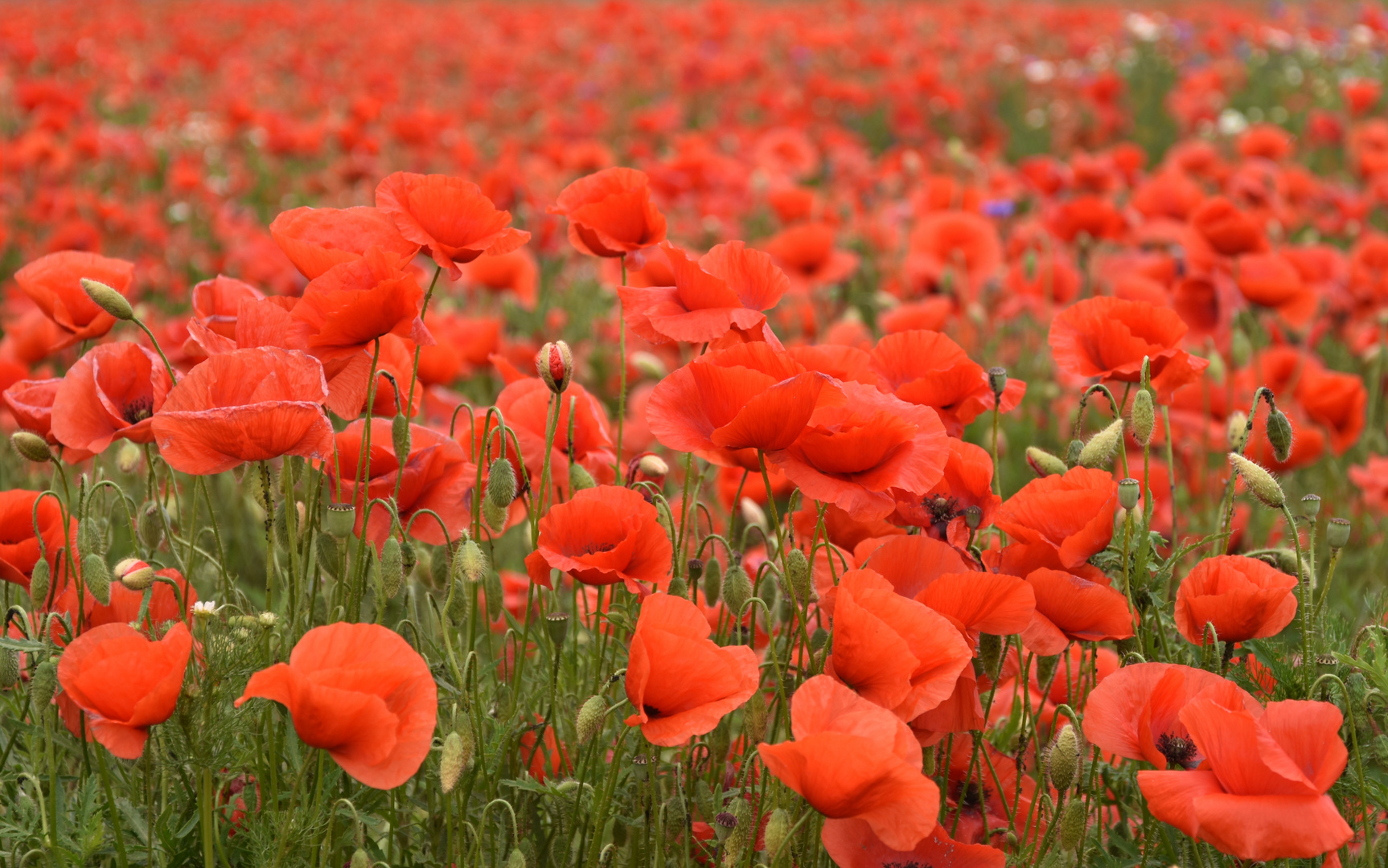 Mohn - Der Nachzügler