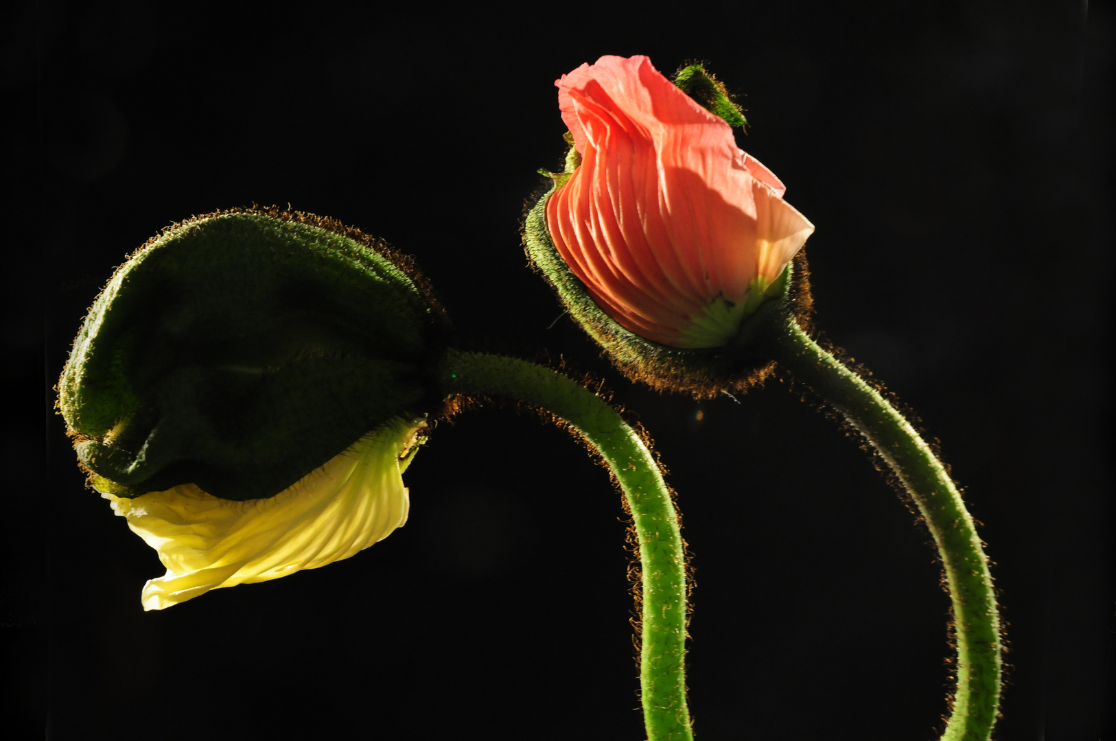 Mohn der sich entfaltet