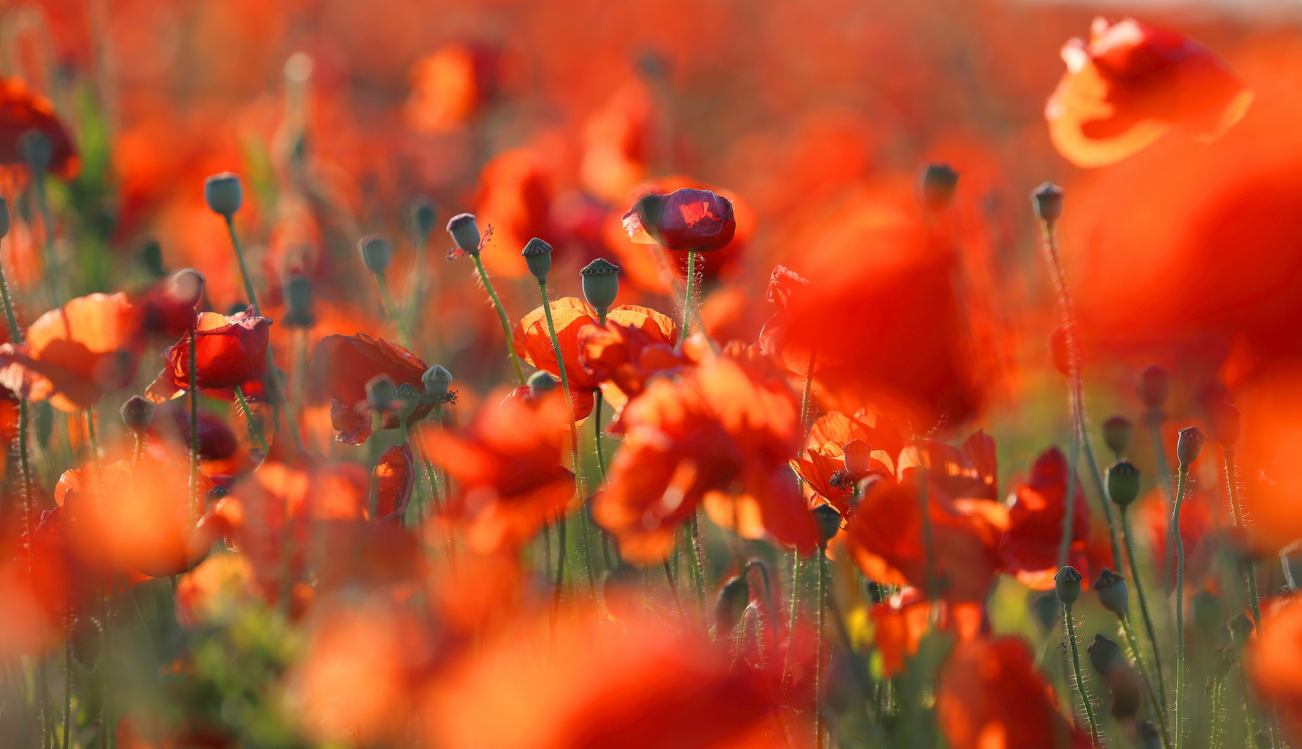 # Mohn, der Stoff für wilde Träume