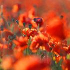 # Mohn, der Stoff für wilde Träume